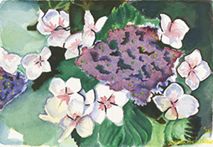 Watercolor Painting of a Hydrangea flower