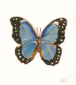 Fine Art Watercolorr Painting of the a Blue Morpho Butterfly