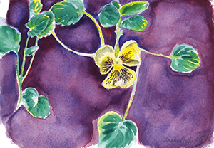 Watercolor Fine Art Painting of a Pansy Flower