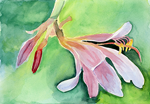 Watercolor Painting of a Day Lilly